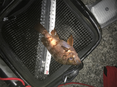 メバリング始動❗️