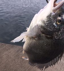 今日もキビレ好調