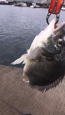 今日もキビレ好調