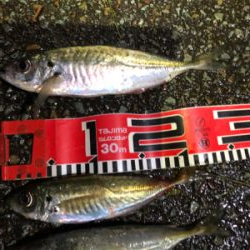 アジが小型化したか？