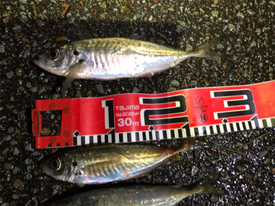 アジが小型化したか？