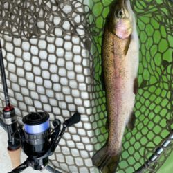 服部緑地で放流魚を釣りました。