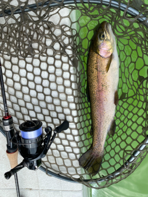 服部緑地で放流魚を釣りました。