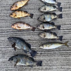 アジング、メバリング