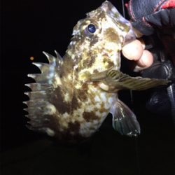 癒しのガッシー