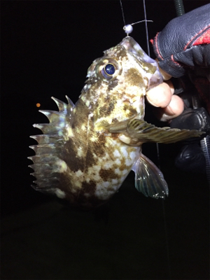 癒しのガッシー