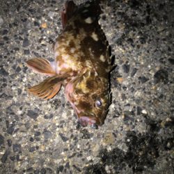 ガシラ、タケノコ