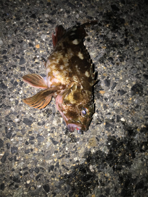 ガシラ、タケノコ