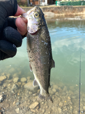 芥川トラウトフィッシング