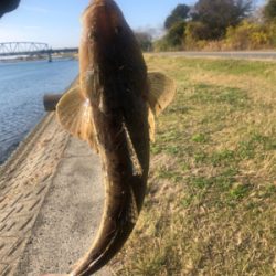 最後の最後でやっと1匹…