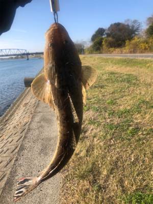 最後の最後でやっと1匹…