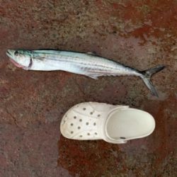 自作ルアーで一発ツモ！