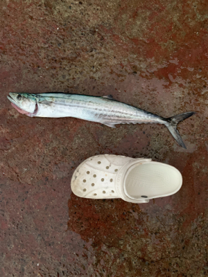 自作ルアーで一発ツモ！