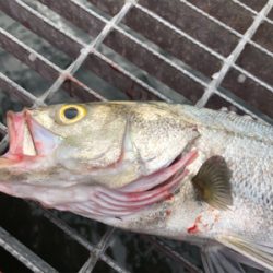 爆釣の釣り公園？