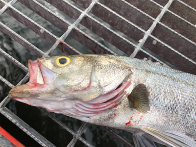 爆釣の釣り公園？