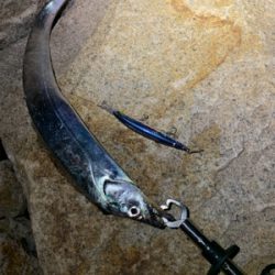 ミノーでタチウオ