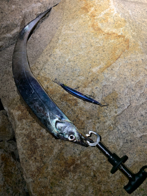 ミノーでタチウオ