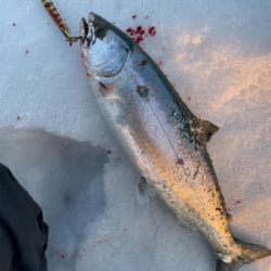 今シーズン初戦&開花