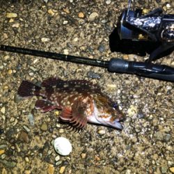 カサゴと豆アジ