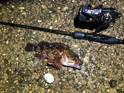 カサゴと豆アジ