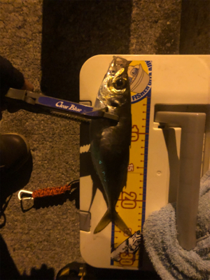 コルトux 612ウロコ付け