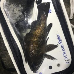 プラッキングメバル