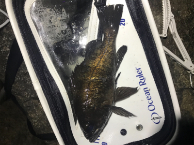 プラッキングメバル