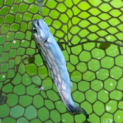 エリアトラウト