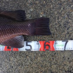 タンコブゲーム