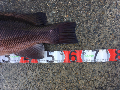 タンコブゲーム