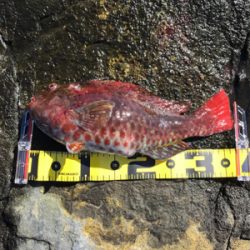 沖磯　カゴ釣り