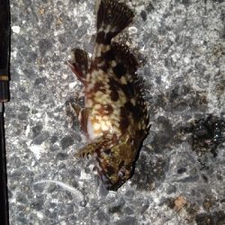 満月が綺麗でした