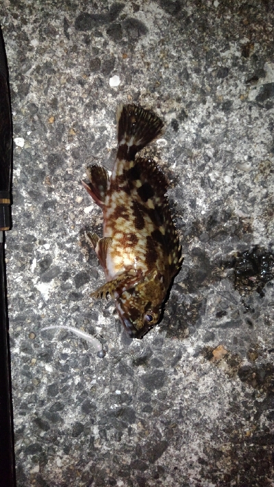 満月が綺麗でした