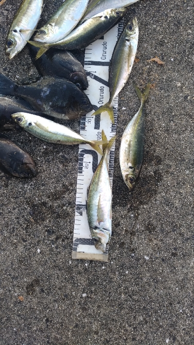 1/2釣果デカアジ入れ食いでしたー