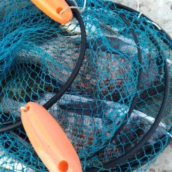 1/10釣果極寒の中チヌ釣れました！