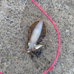 1/21釣果デカアジ大漁！アオリイカ！