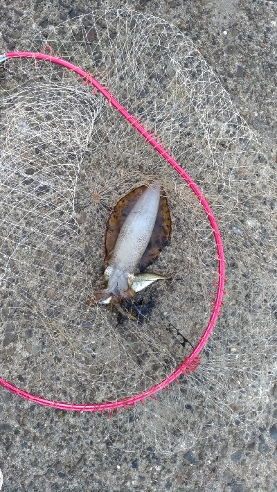 1/21釣果デカアジ大漁！アオリイカ！