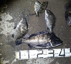 1/31釣果 チヌ苦戦しました!