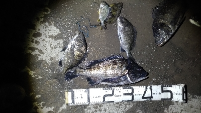 1/31釣果 チヌ苦戦しました!