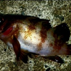 サーフはどうだ？