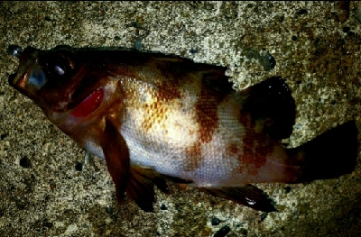 サーフはどうだ？