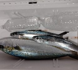 やっと釣り初め