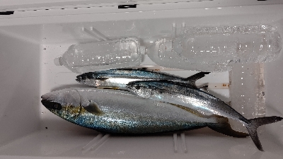 やっと釣り初め