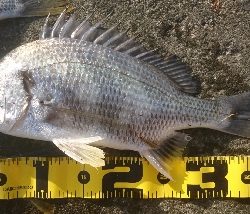 河口は やはりキビレか