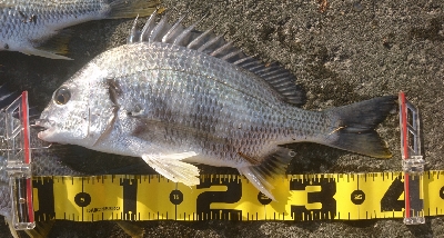 河口は やはりキビレか