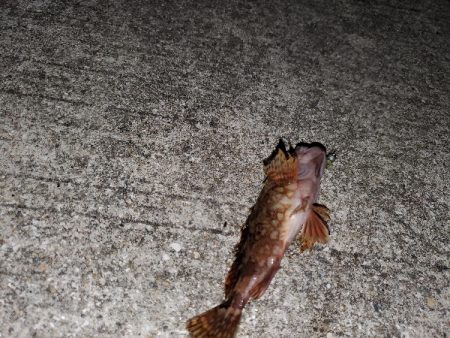 太刀魚に始まりガシラに終わる