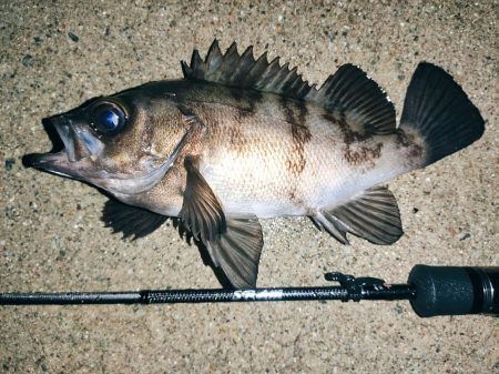 雨のメバリング釣行