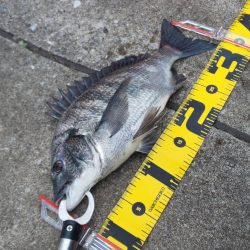 明けましておめでとうございます。