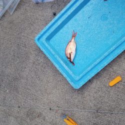 正月から投げ釣り