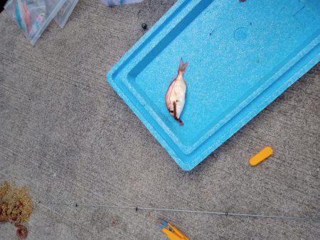 正月から投げ釣り